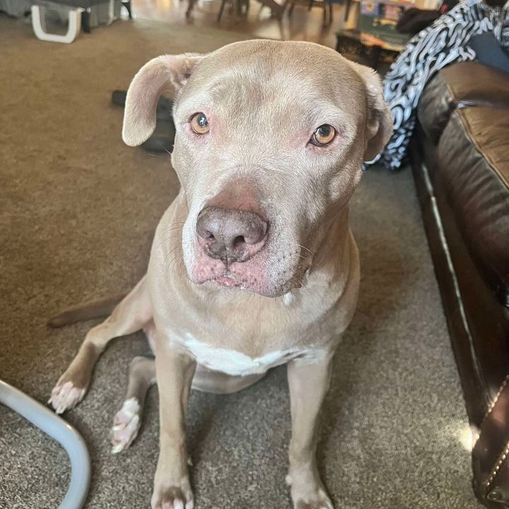 Enlarge Jules: Adopt or Forever Foster, a Adoptable mixed breed in Rochester, NY image 4/5