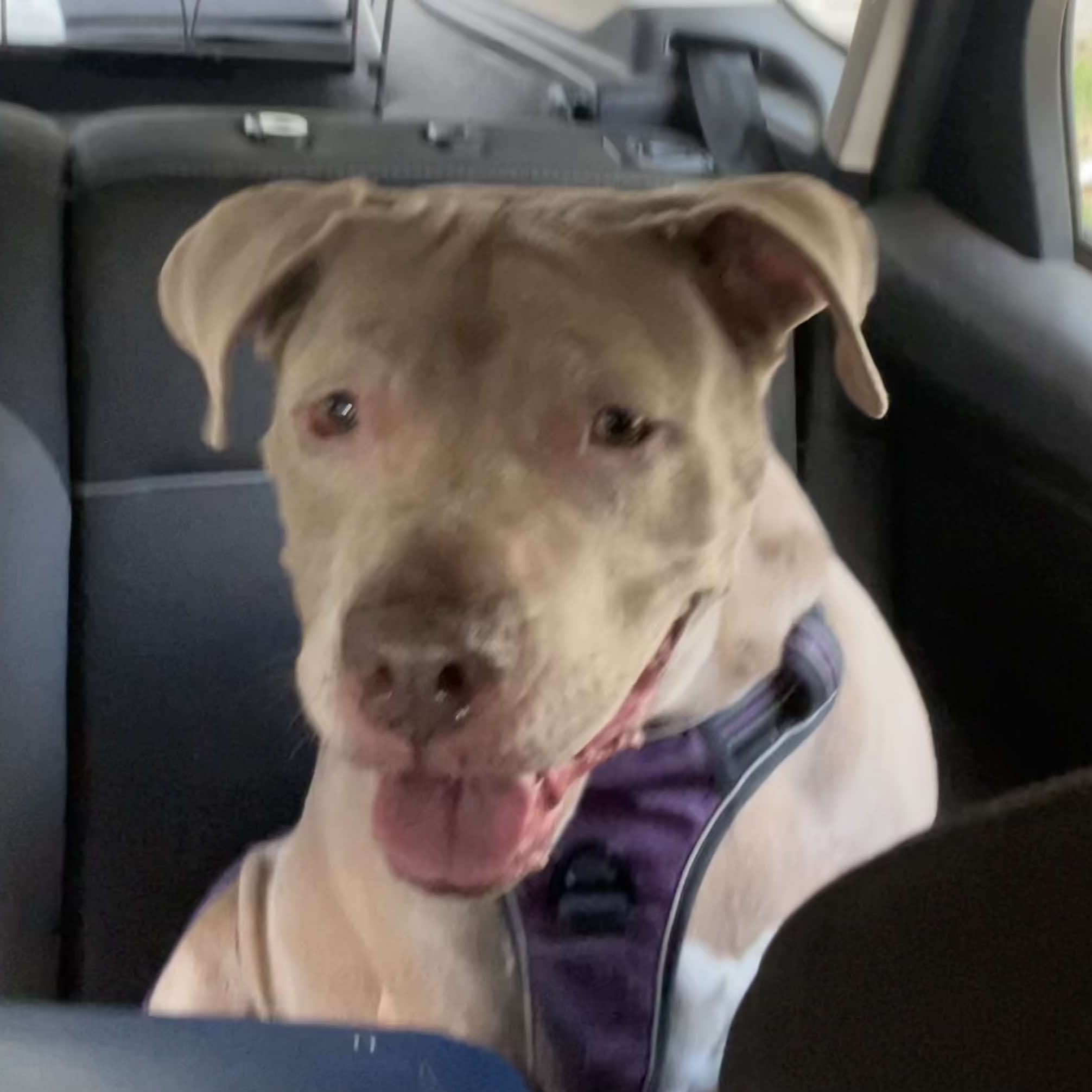 Enlarge Jules: Adopt or Forever Foster, a Adoptable mixed breed in Rochester, NY image 5/5