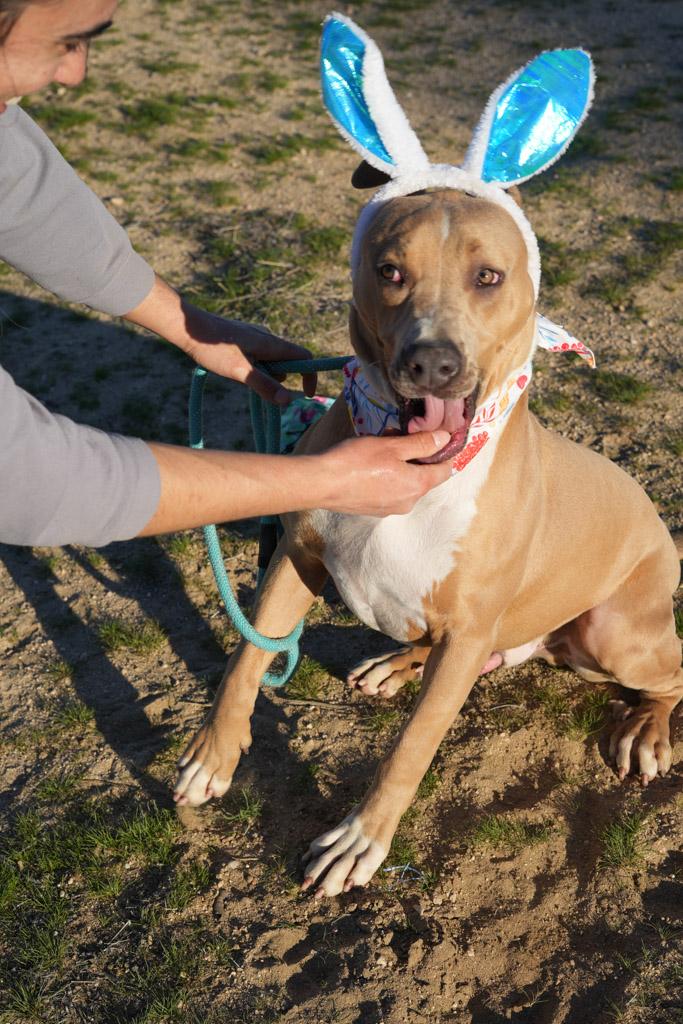 Enlarge SPURS, a ADOPTABLE mixed breed in Joshua Tree, CA image 5/5