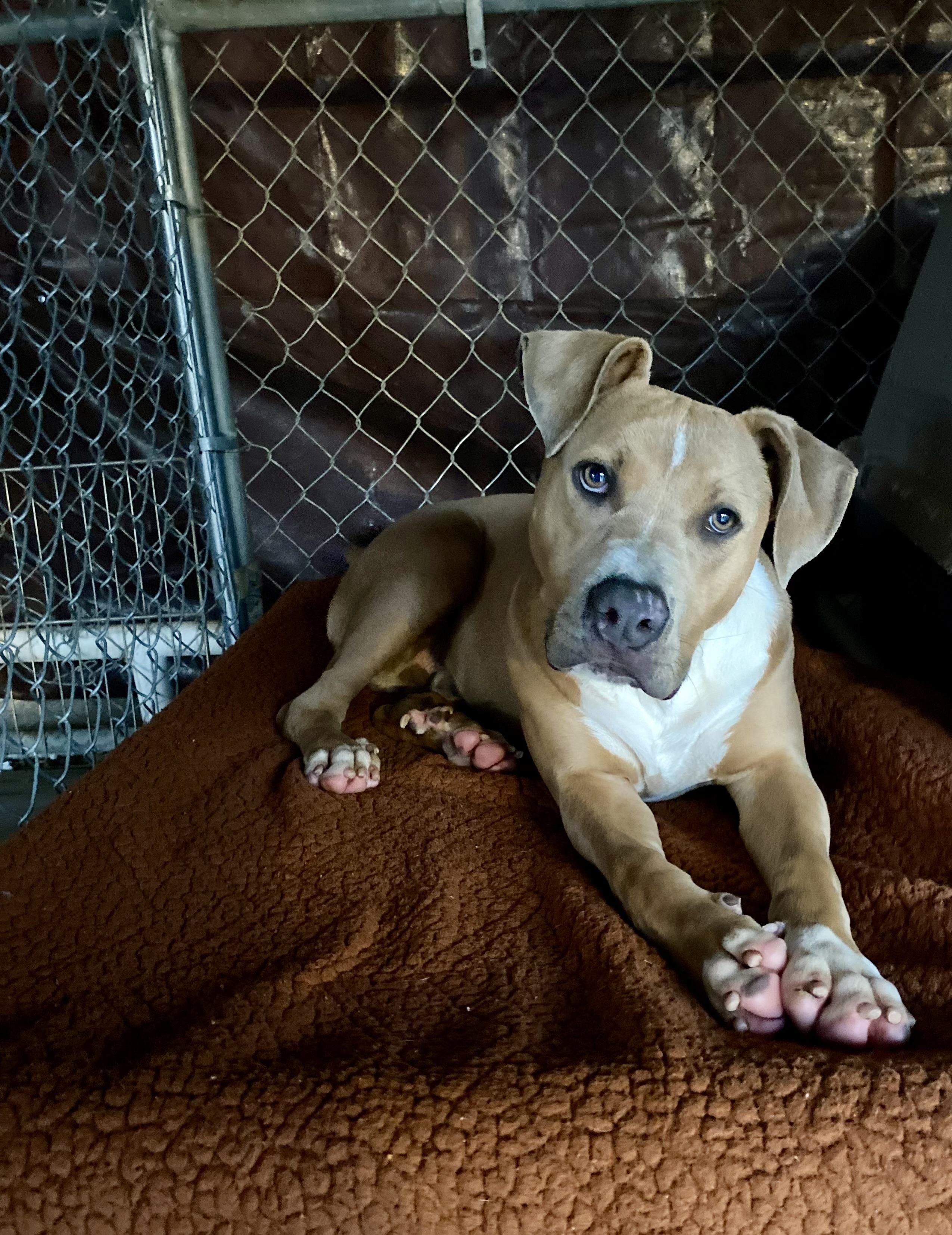 Enlarge SPURS, a ADOPTABLE mixed breed in Joshua Tree, CA image 2/5