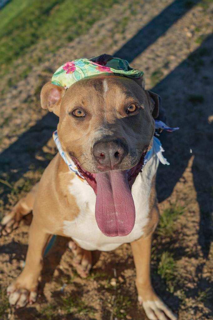 Enlarge SPURS, a ADOPTABLE mixed breed in Joshua Tree, CA image 1/5