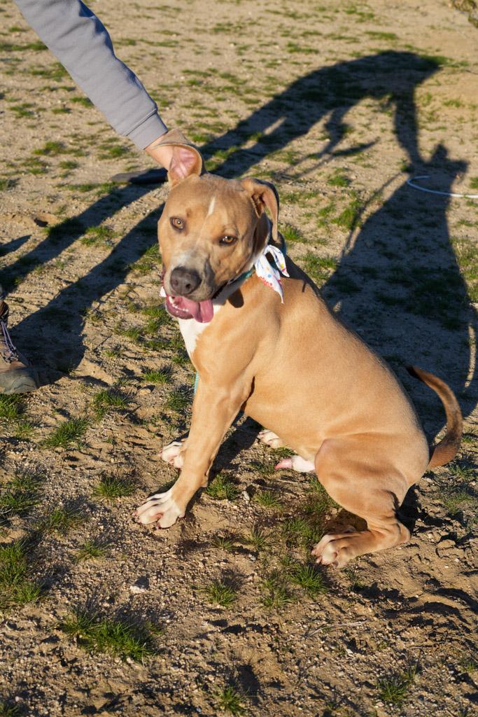 Enlarge SPURS, a ADOPTABLE mixed breed in Joshua Tree, CA image 4/5
