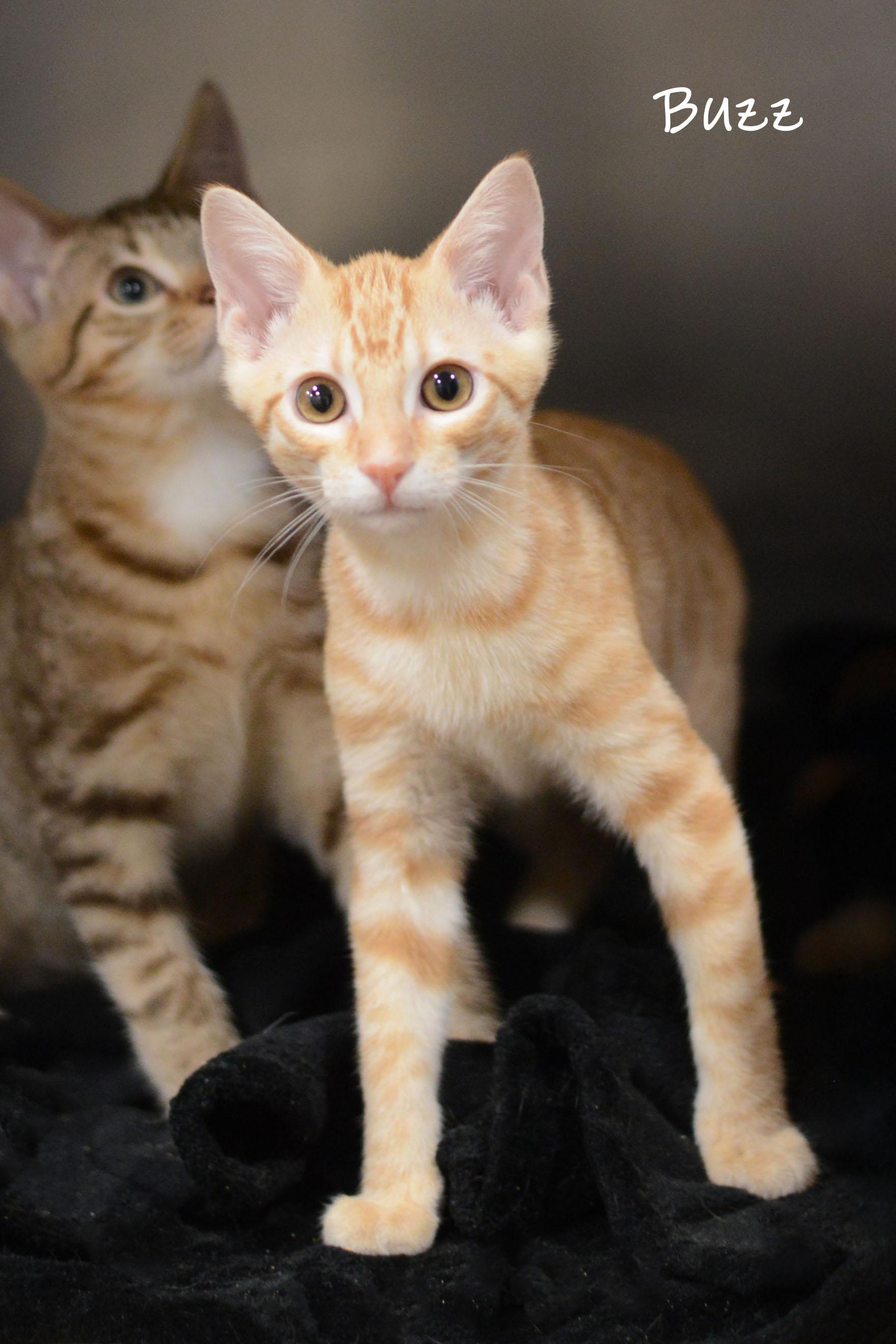 Buzz, an adopted Domestic Short Hair in Bishop, GA image 2/4