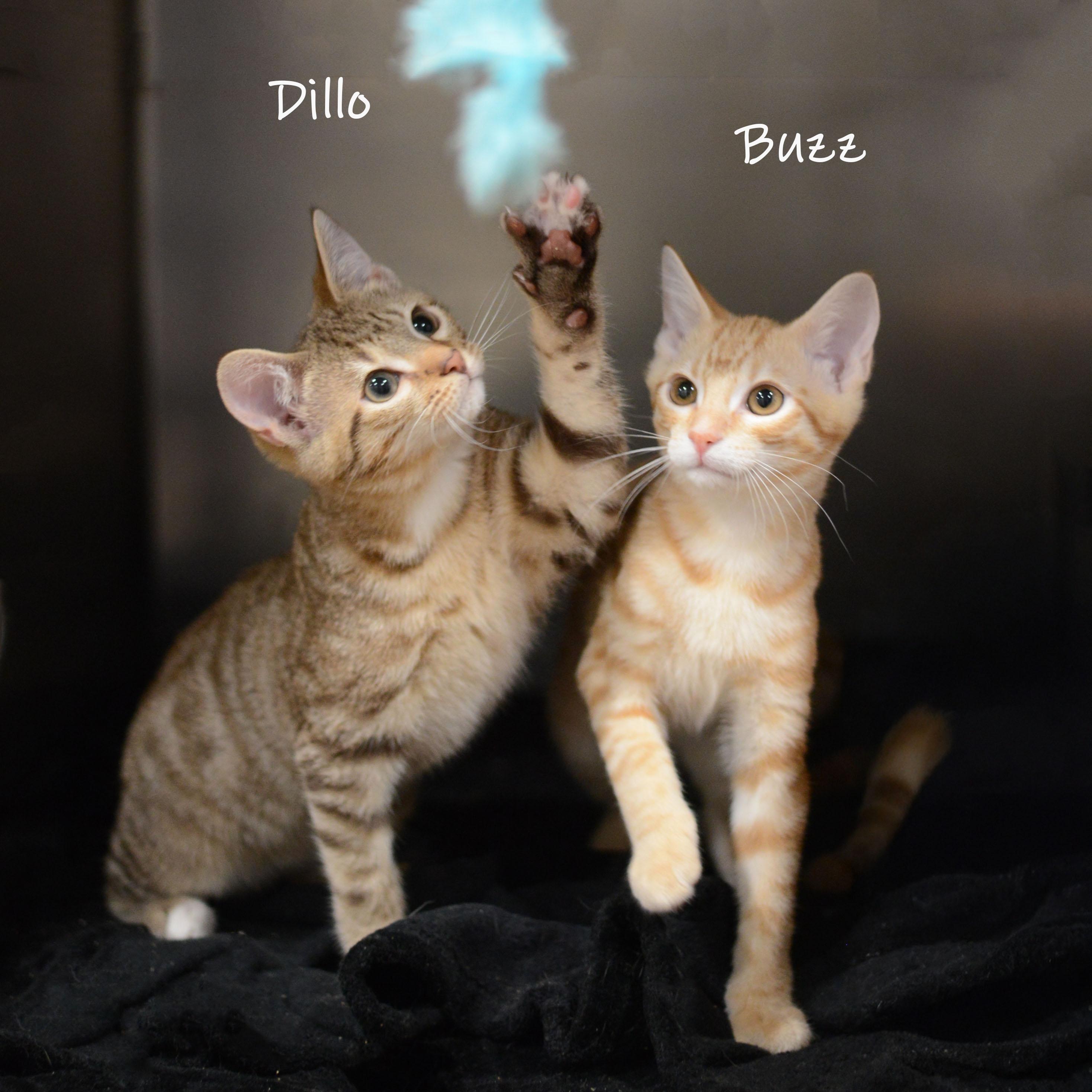 Buzz, ADOPTABLE, Kitten Male Domestic Short Hair.