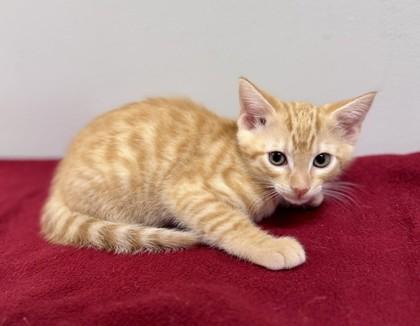 Buzz, a ADOPTABLE Domestic Short Hair in Bishop, GA image 1/2