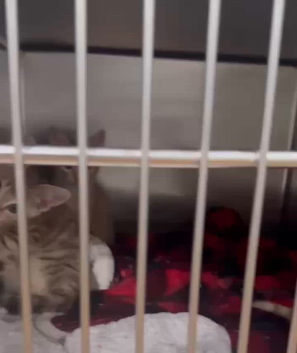 Enlarge Buzz, a ADOPTABLE Domestic Short Hair in Bishop, GA video 2/2