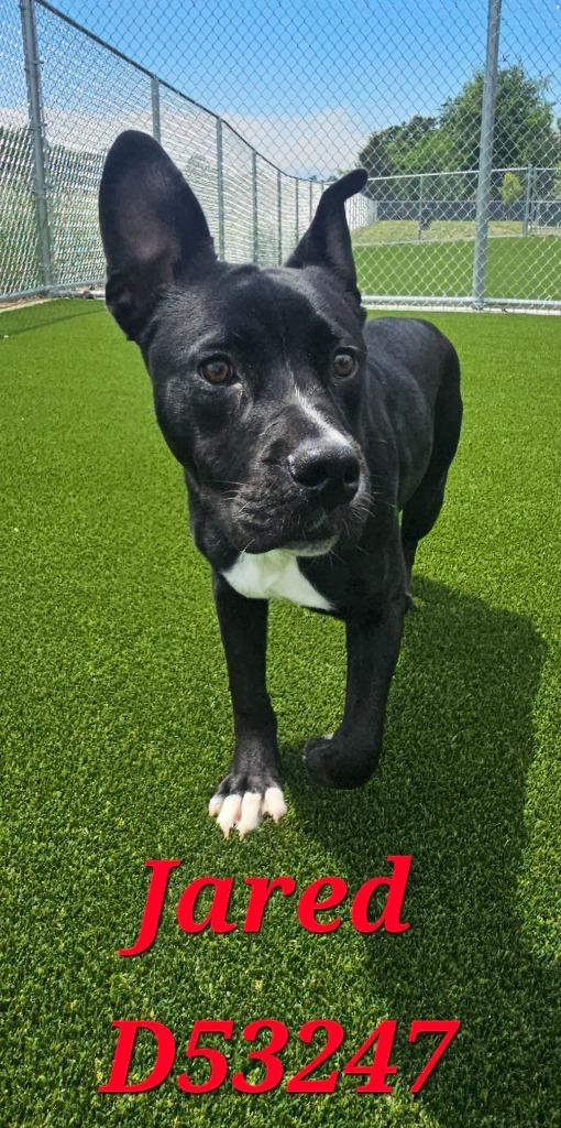 Enlarge Jared, a Adoptable Mixed Breed in Clarksville, TN image 1/1