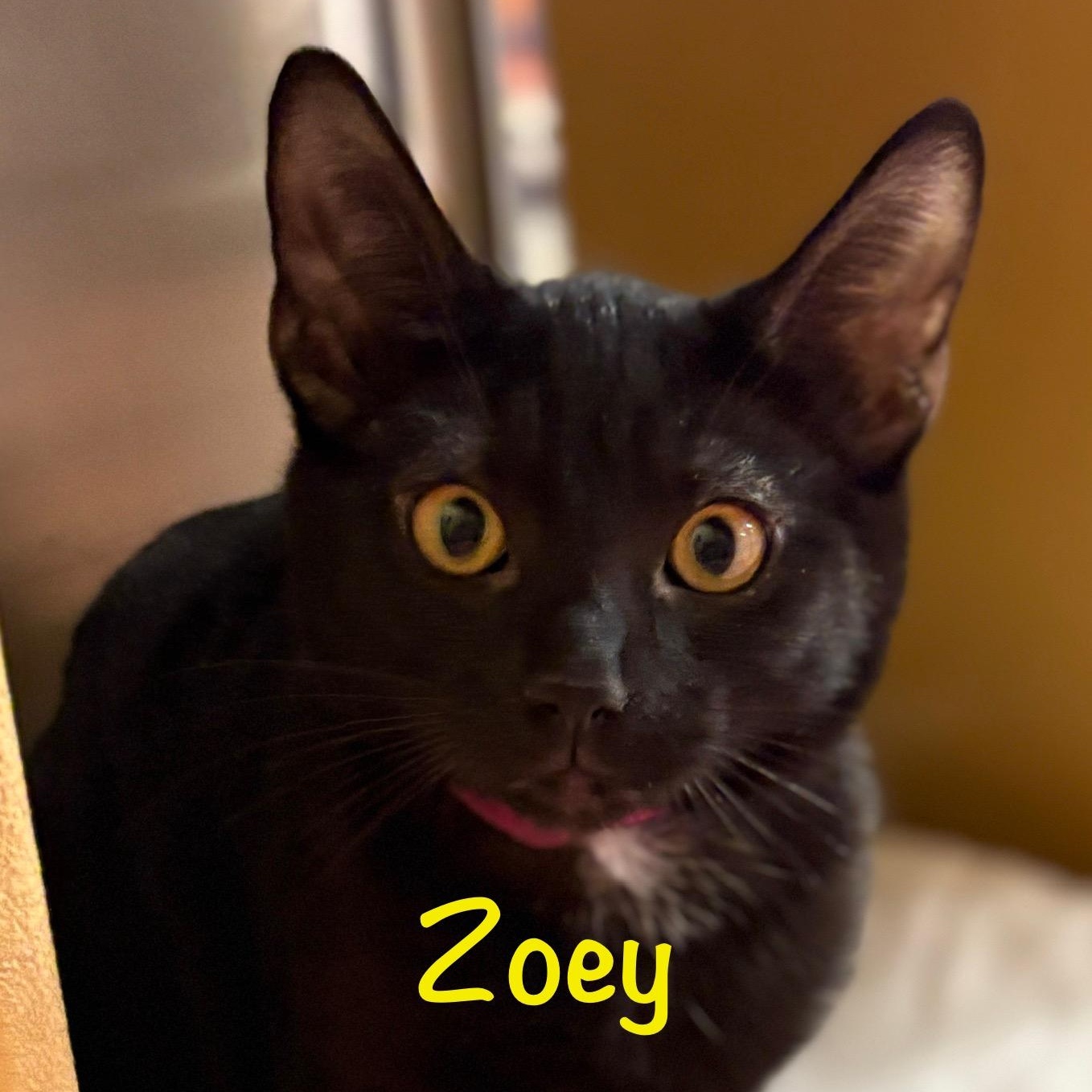 Enlarge Zoey (call 602-692-1499 to meet Zoey), a Adoptable mixed breed in Phoenix, AZ image 1/1