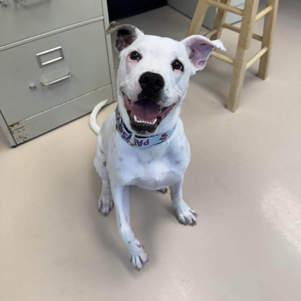 Kiwi, Adoptable, Young Female Mixed Breed.
