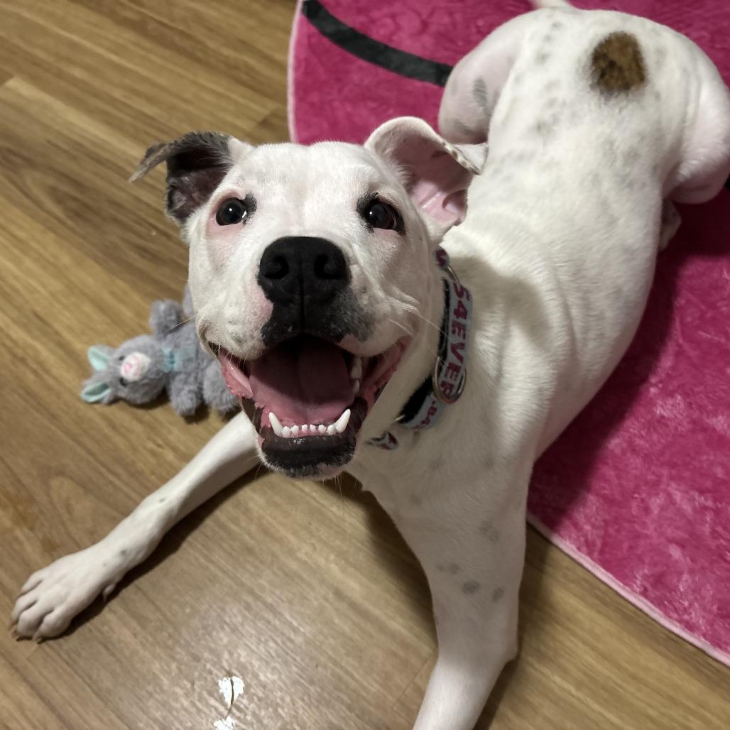 Enlarge Kiwi, a Adoptable Mixed Breed in Mebane, NC image 2/6