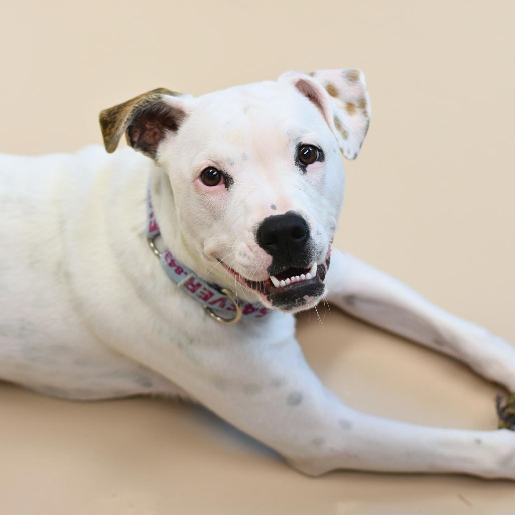 Enlarge Kiwi, a Adoptable Mixed Breed in Mebane, NC image 3/6