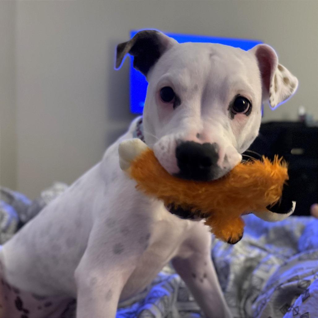 Enlarge Kiwi, a Adoptable Mixed Breed in Mebane, NC image 5/6