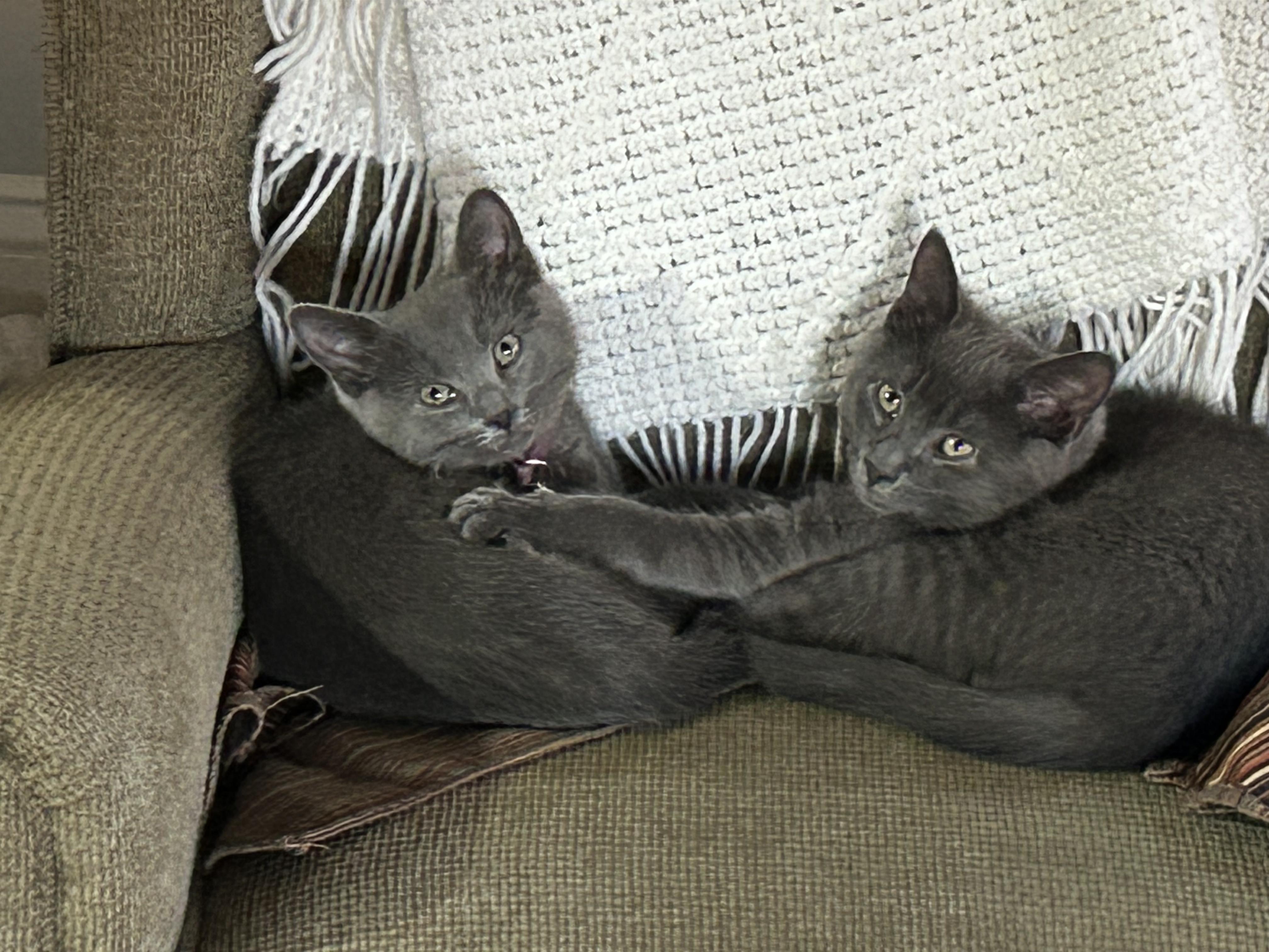 Enlarge Hansel & Gretel, a Adoptable mixed breed in Stewartsville,, NJ image 3/3