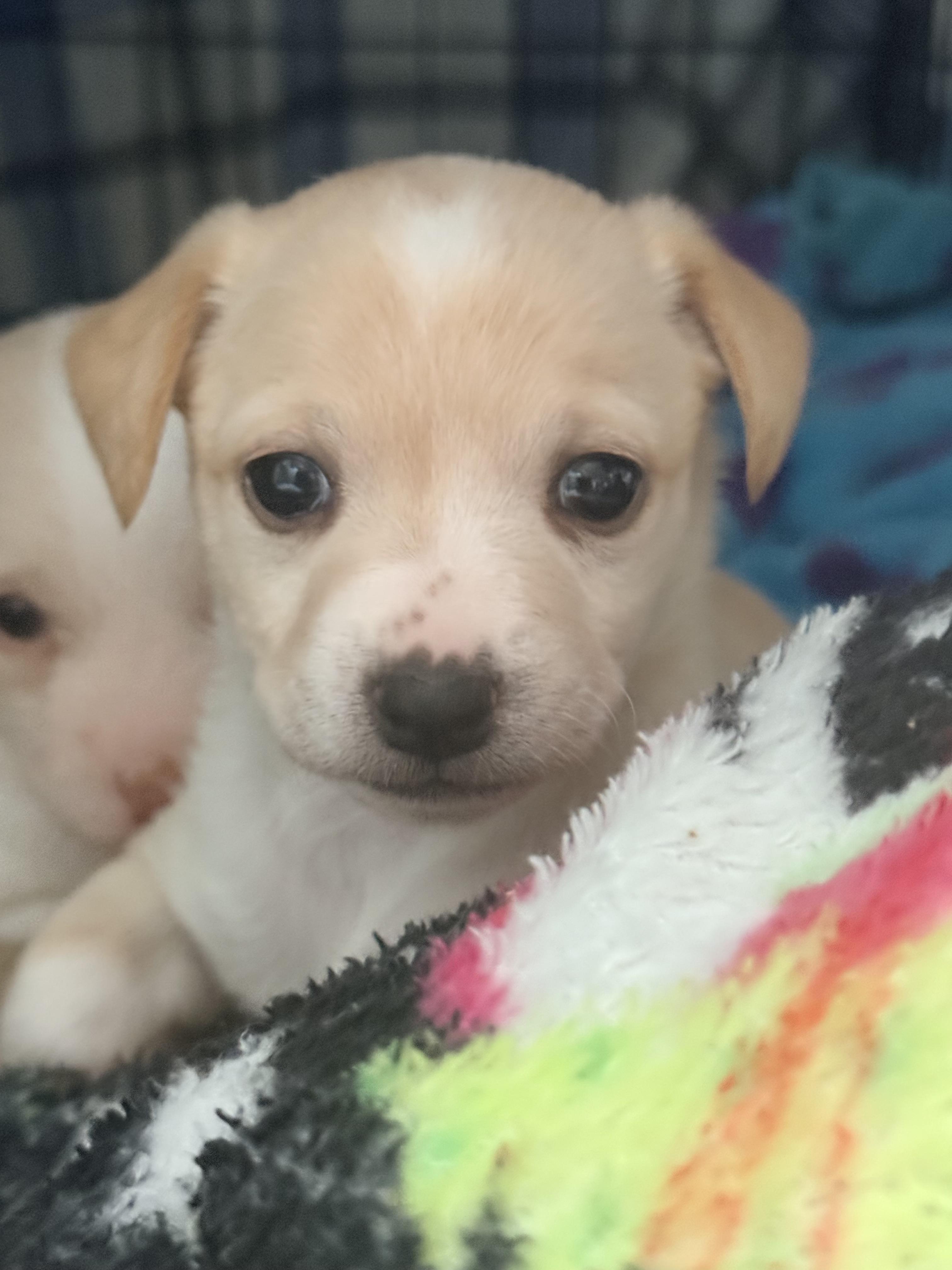 Prudence, Adopted, Young Female Chihuahua & Shih Tzu.