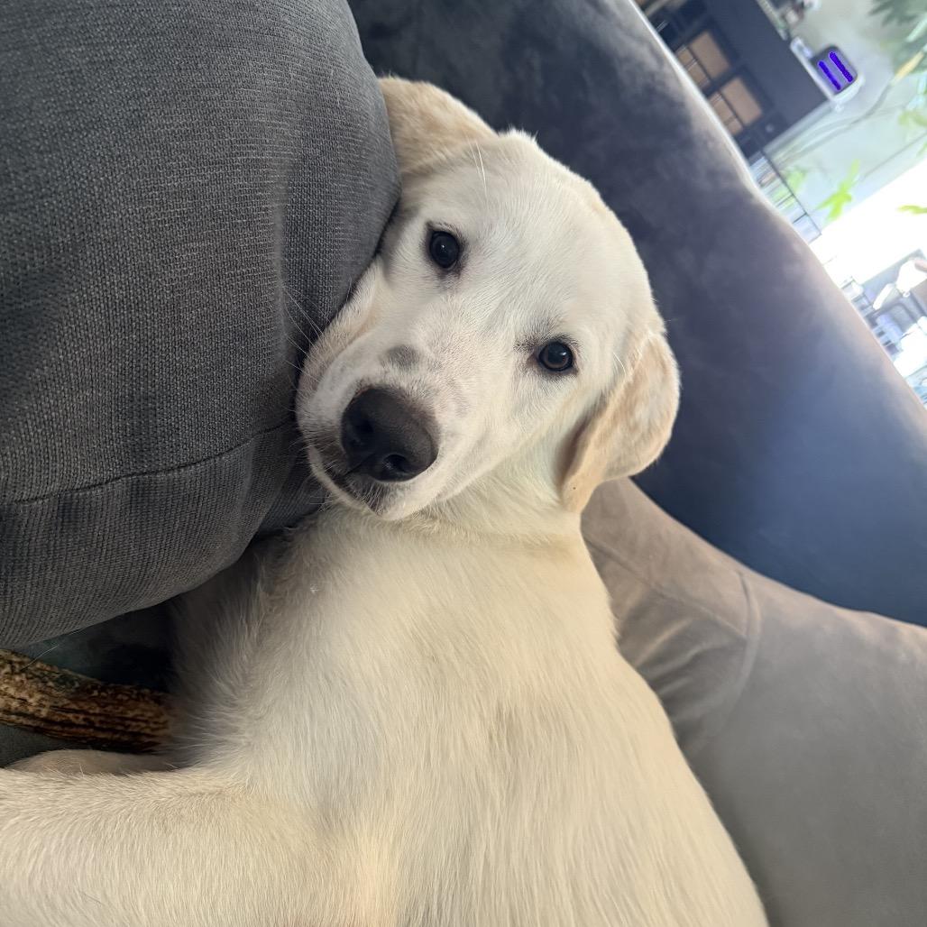 Enlarge Bleu, a ADOPTABLE mixed breed in Chicago, IL image 2/3