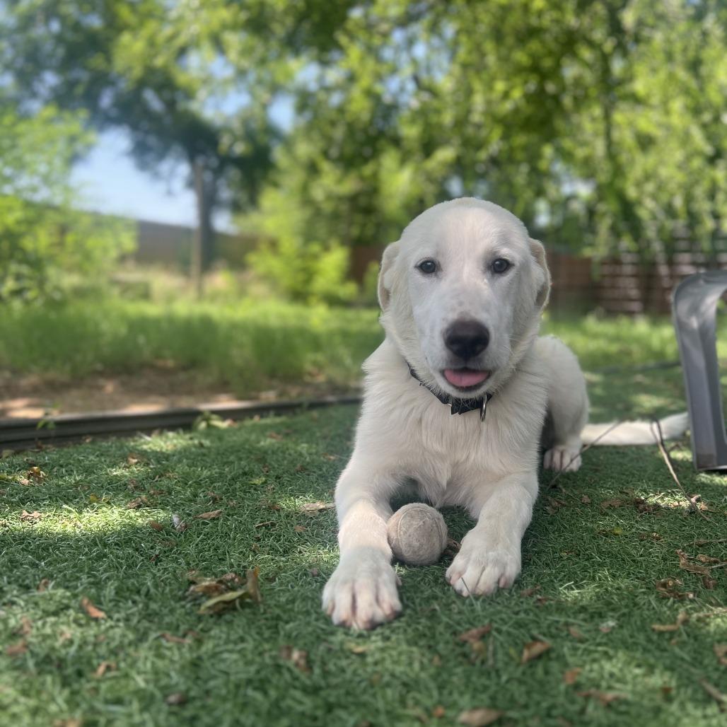 Enlarge Bleu, a ADOPTABLE mixed breed in Chicago, IL image 1/3
