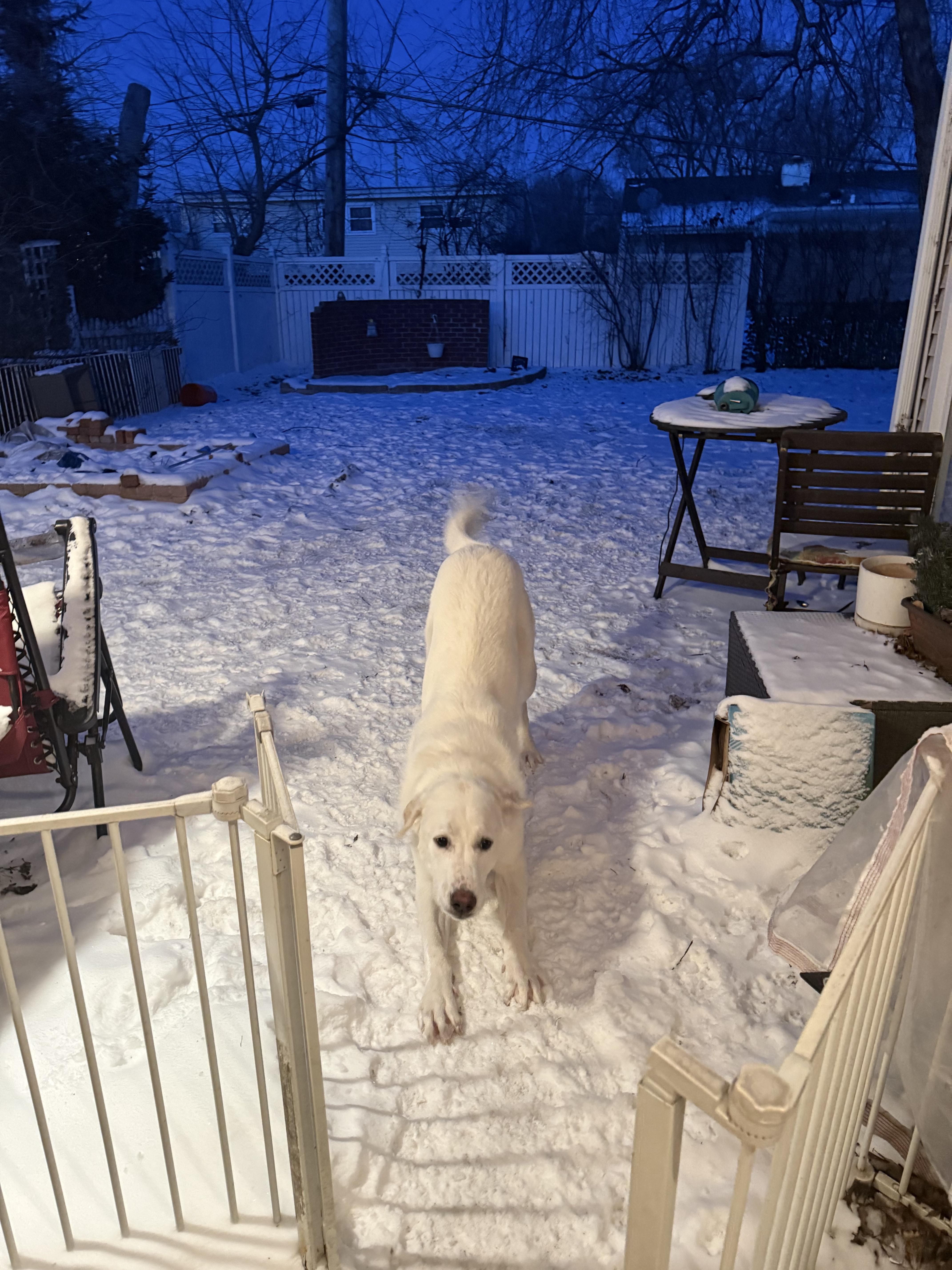 Enlarge Bleu, a ADOPTABLE mixed breed in Chicago, IL image 6/6