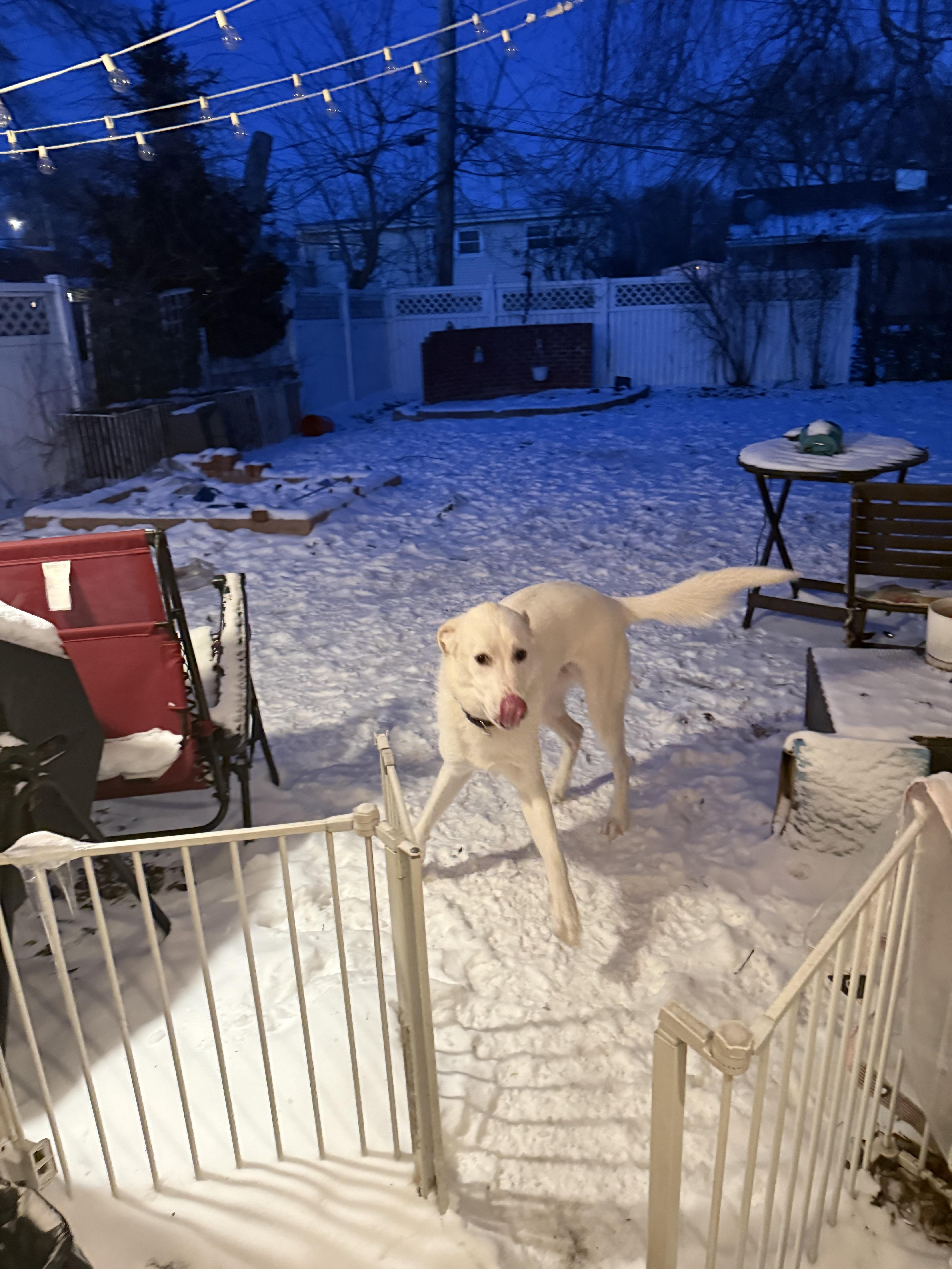 Enlarge Bleu, a ADOPTABLE mixed breed in Chicago, IL image 5/6