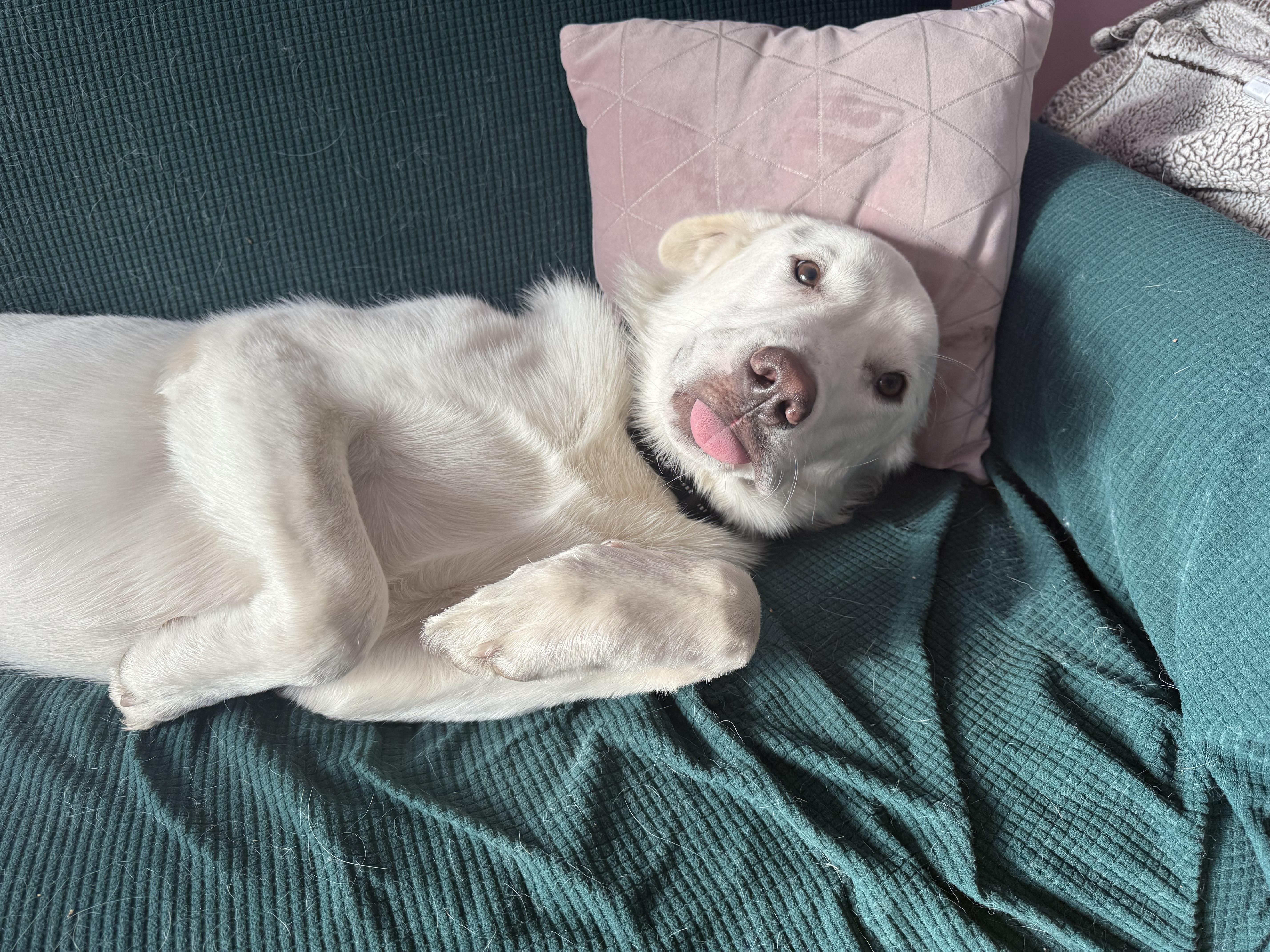Bleu, ADOPTABLE, Adult Male Great Pyrenees & Mixed Breed.