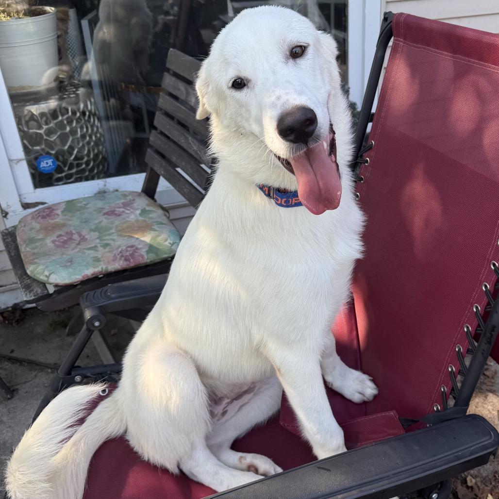 Enlarge Bleu, a ADOPTABLE mixed breed in Chicago, IL image 3/3