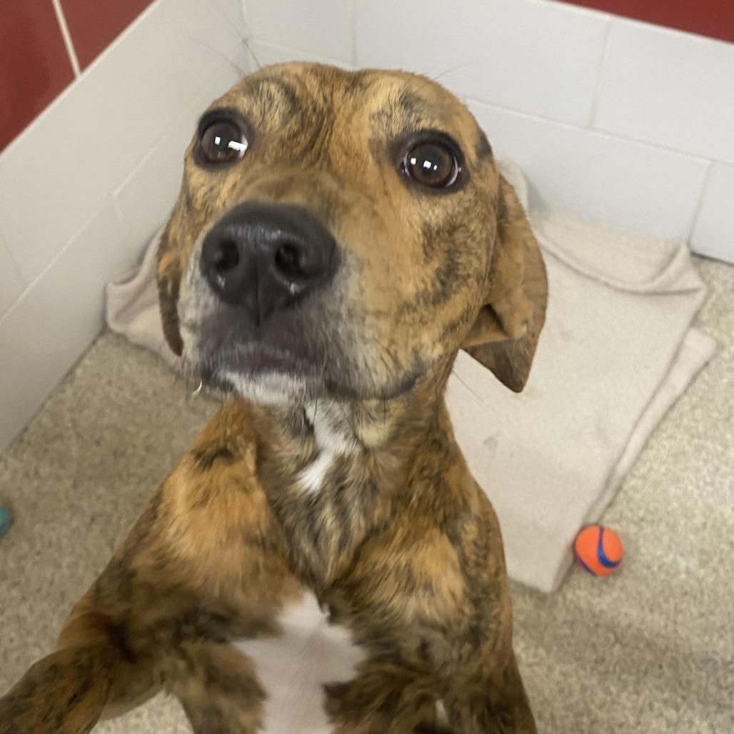 Snickerdoodle, Adoptable, Young Female Mixed Breed.