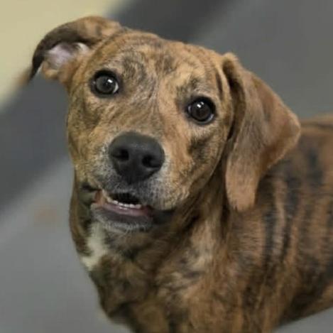 Snickerdoodle, a Adoptable Mixed Breed in Ridgely, MD image 2/2