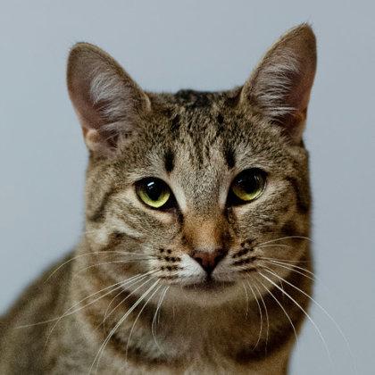 Tuna Turner Kershaw, adopt with Costner, Adoptable, Young Female Domestic Short Hair & Domestic Short Hair.