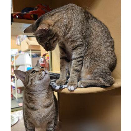 Tuna Turner Kershaw, adopt with Costner, a Adoptable mixed breed in Hudson, MA image 2/3