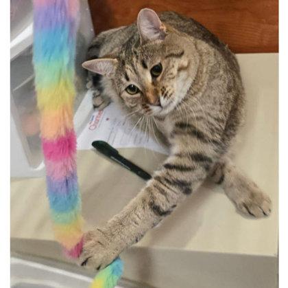 Tuna Turner Kershaw, adopt with Costner, a Adoptable mixed breed in Hudson, MA image 3/3