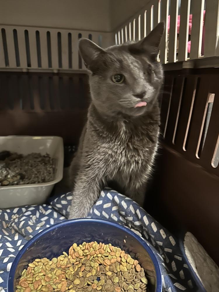 Marley, Adoptable, Adult Male Domestic Short Hair.