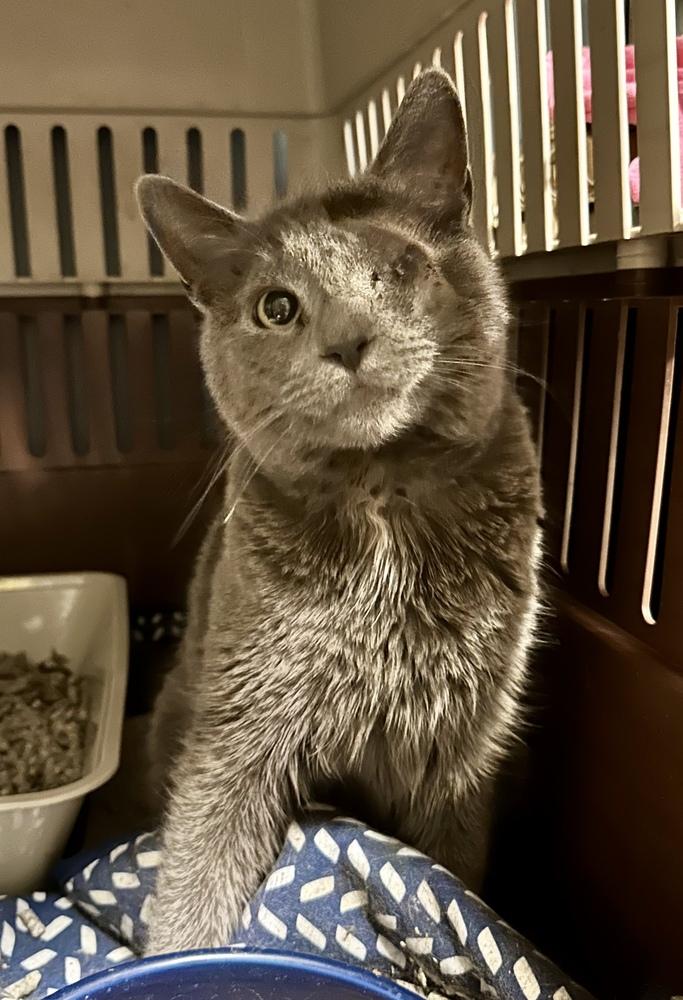 Marley, a Adoptable Domestic Short Hair in Taylor, PA image 2/2