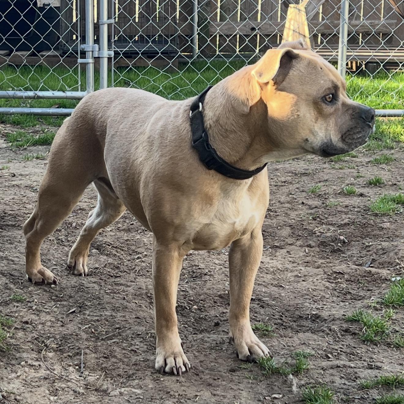 Enlarge Corky, a Adoptable Pit Bull Terrier in Bay City, MI image 5/6