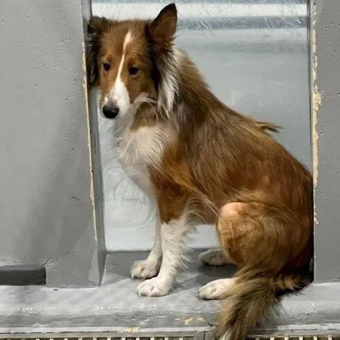 Enlarge Amber Adoption pending, a Adoptable Shetland Sheepdog / Sheltie in Dublin, OH image 1/2