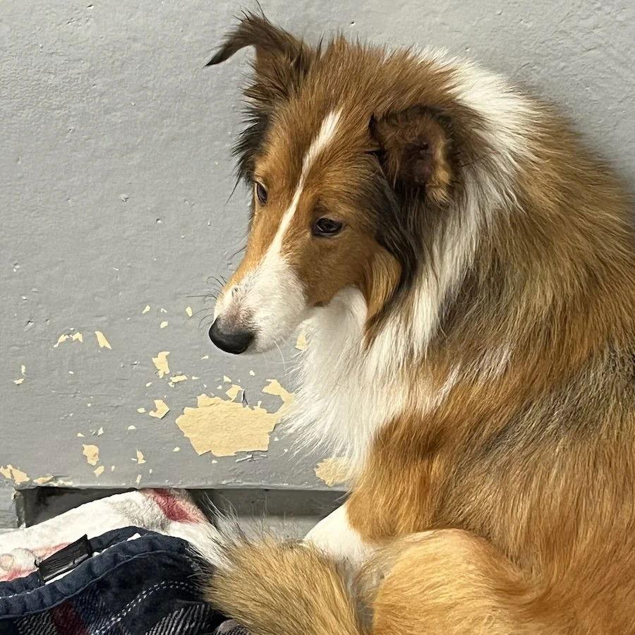 Enlarge Amber Adoption pending, a Adoptable Shetland Sheepdog / Sheltie in Dublin, OH image 2/2