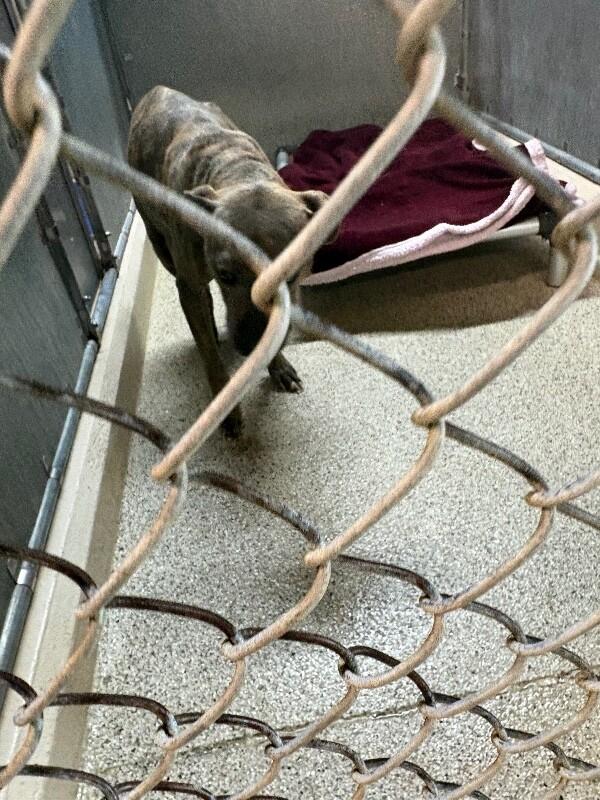 Enlarge Nala, a Adoptable mixed breed in Supply, NC image 1/2