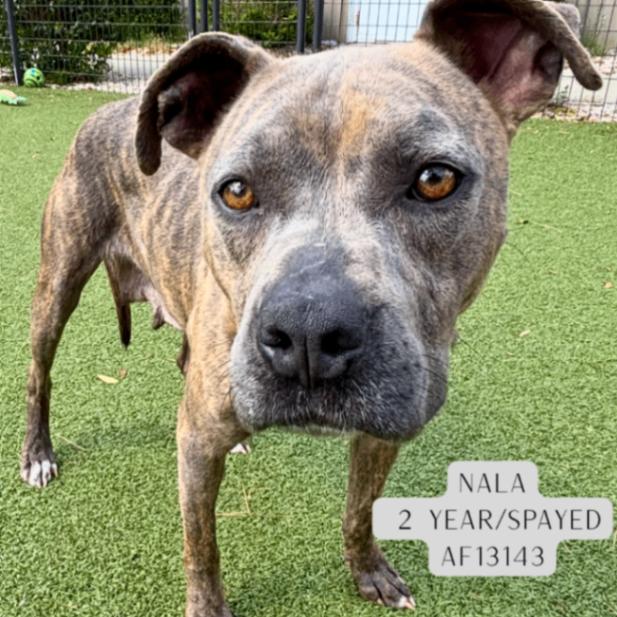 Enlarge Nala, a Adoptable mixed breed in Supply, NC image 2/2