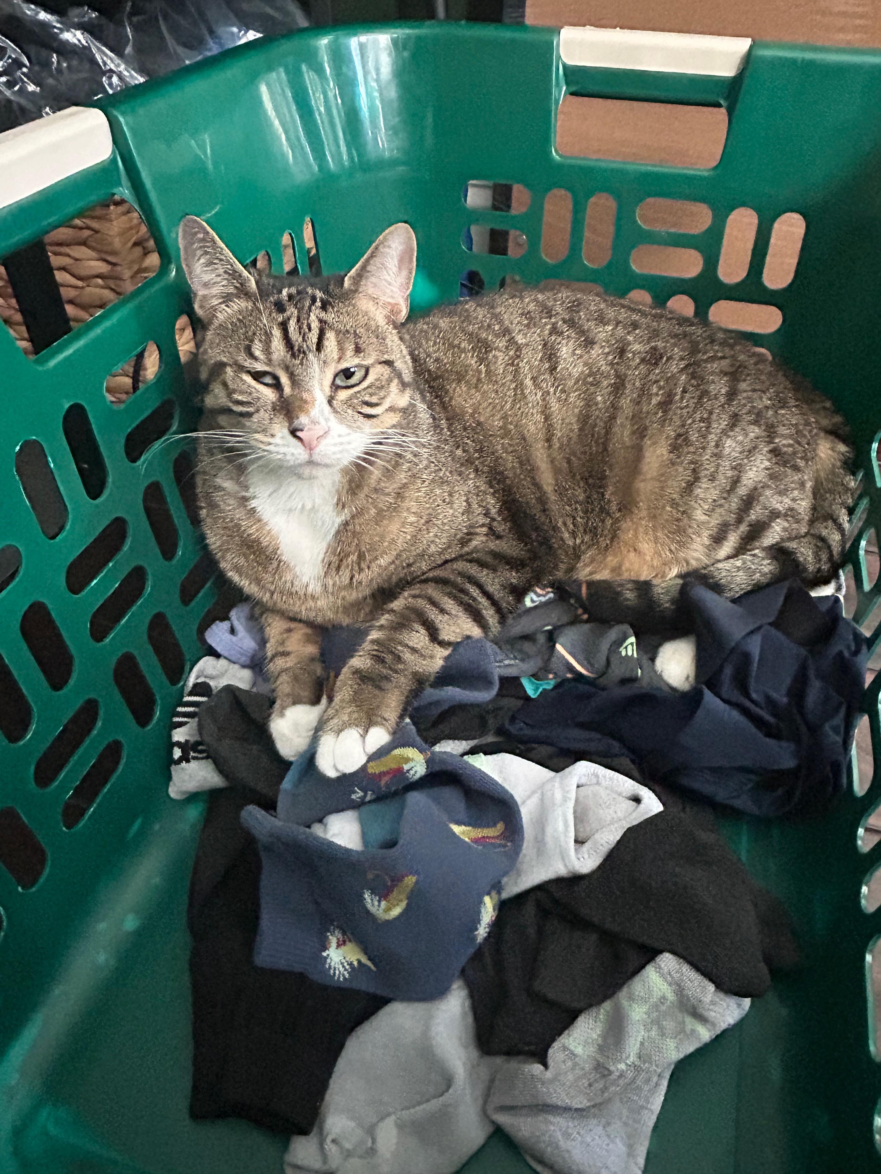 Millie, a Adoptable Domestic Short Hair in Baltimore, MD image 5/6