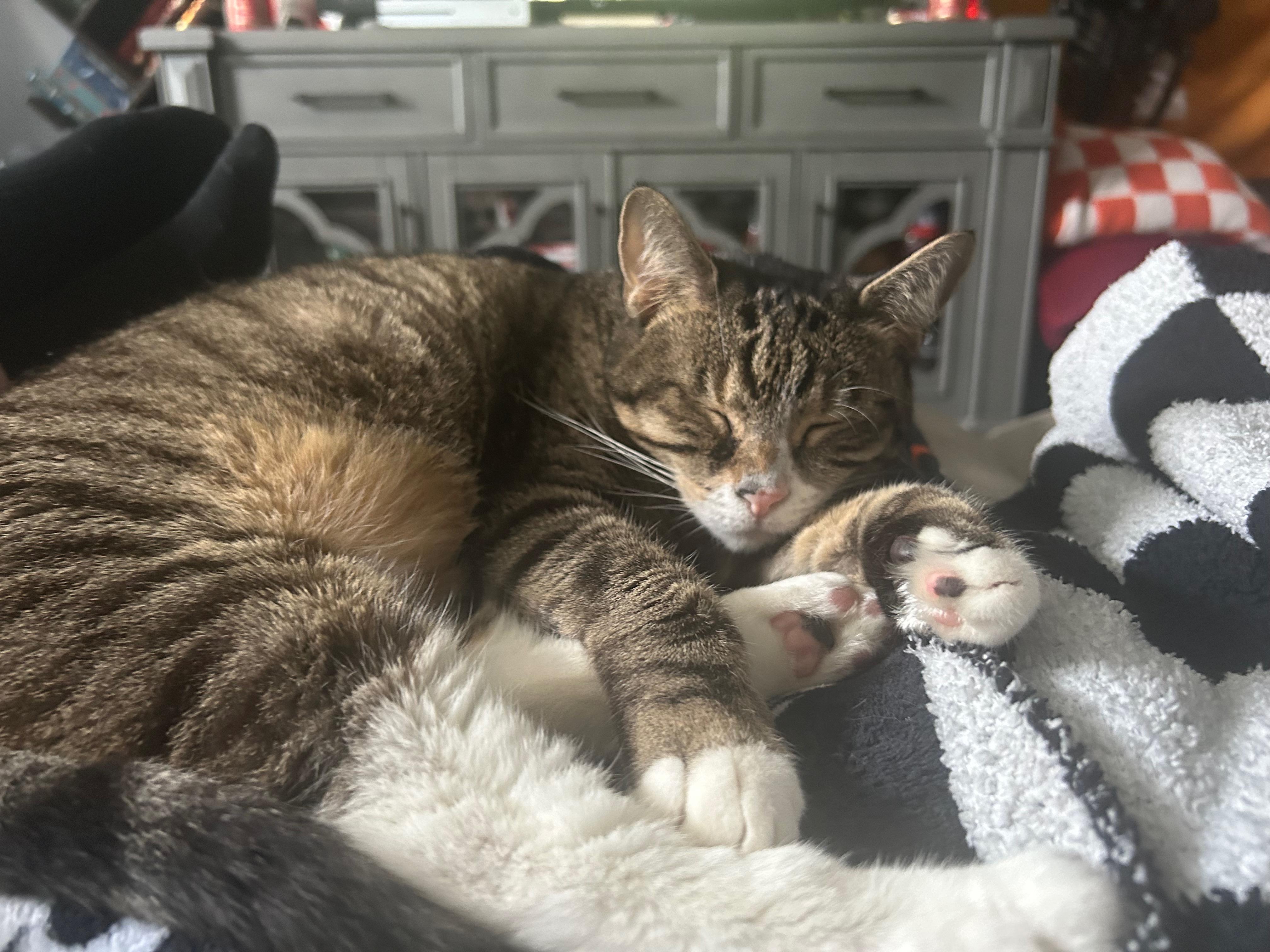 Millie, a Adoptable Domestic Short Hair in Baltimore, MD image 2/6