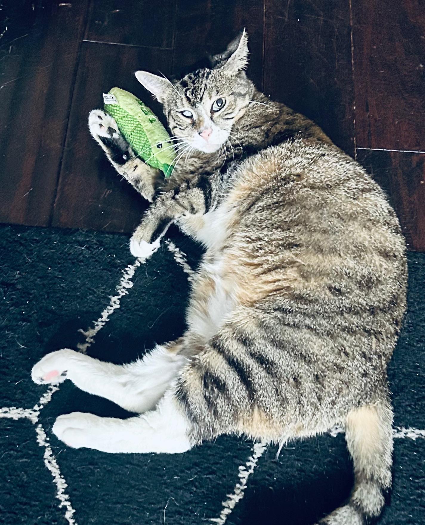 Millie, a Adoptable Domestic Short Hair in Baltimore, MD image 6/6