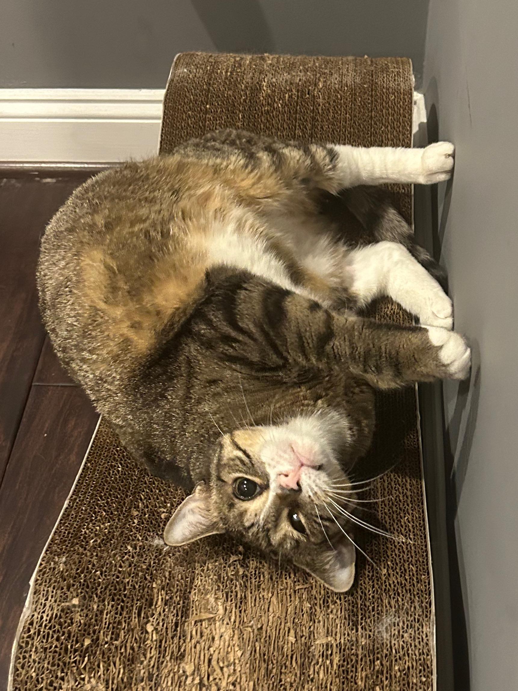 Millie, a Adoptable Domestic Short Hair in Baltimore, MD image 3/6