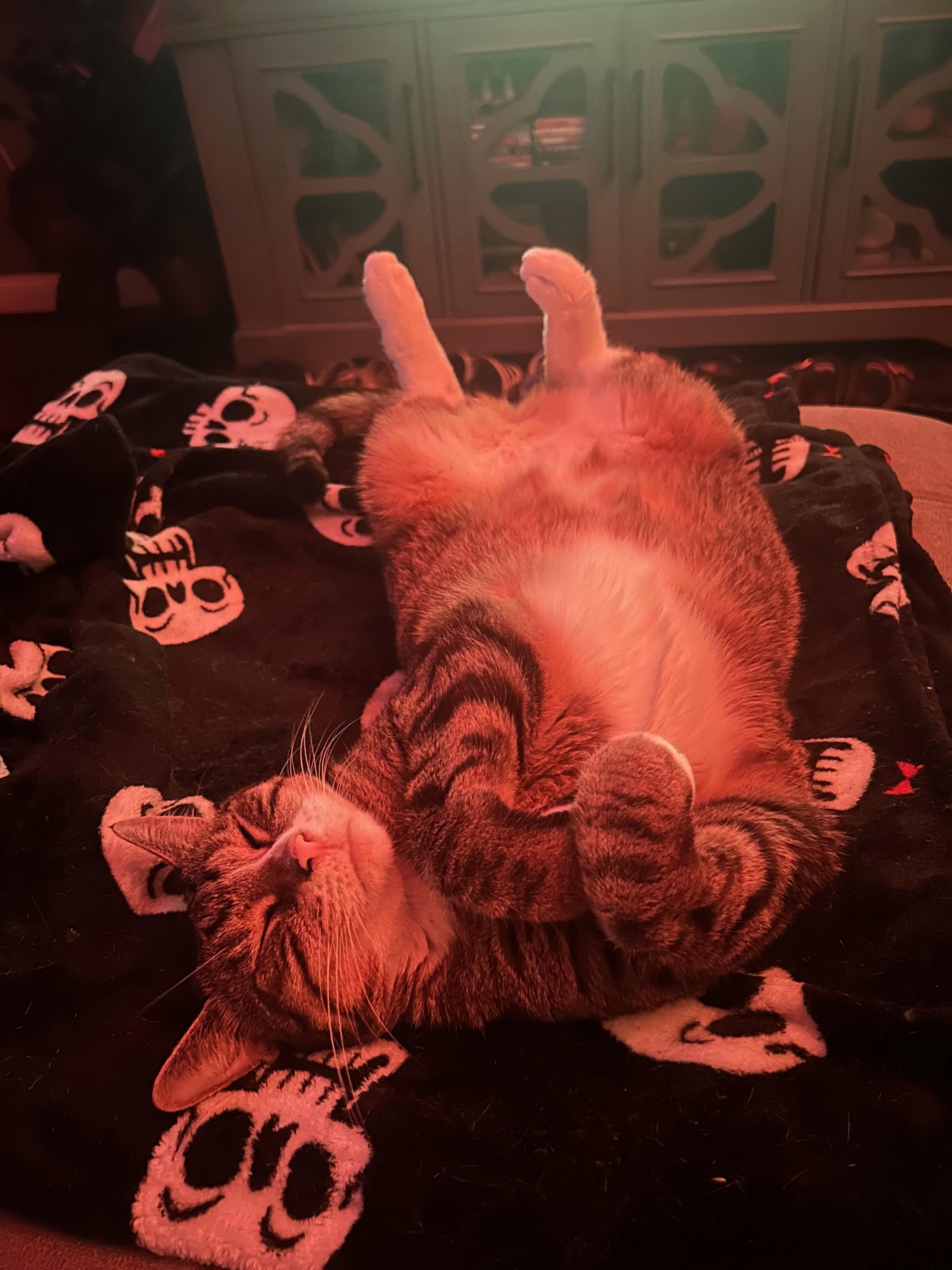 Millie, a Adoptable Domestic Short Hair in Baltimore, MD image 1/6