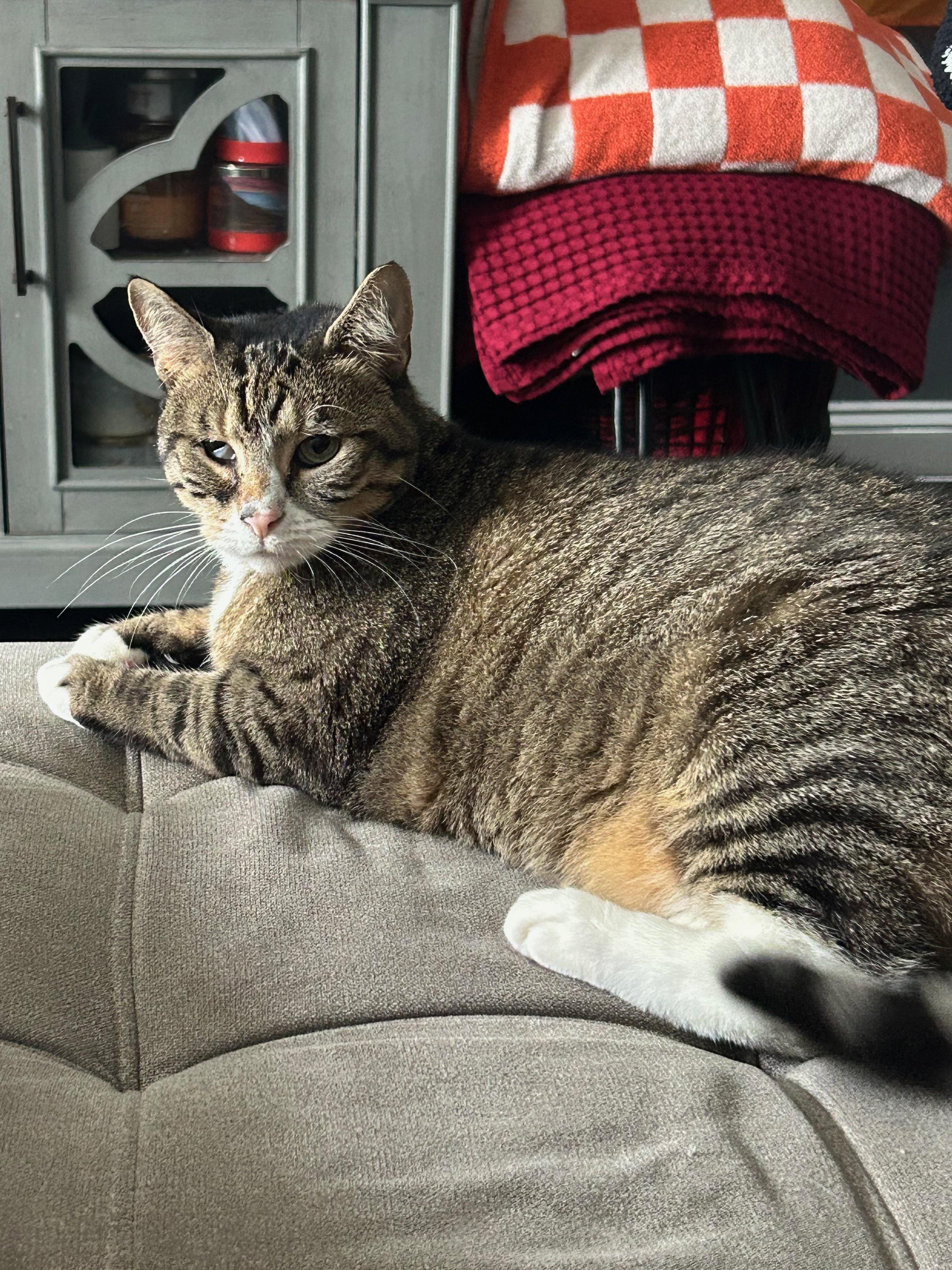 Millie, a Adoptable Domestic Short Hair in Baltimore, MD image 4/6