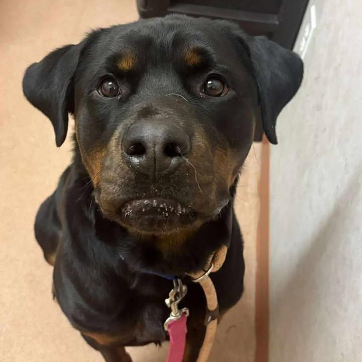 Rolly / (Otto original name), Adoptable, Adult Male Rottweiler.