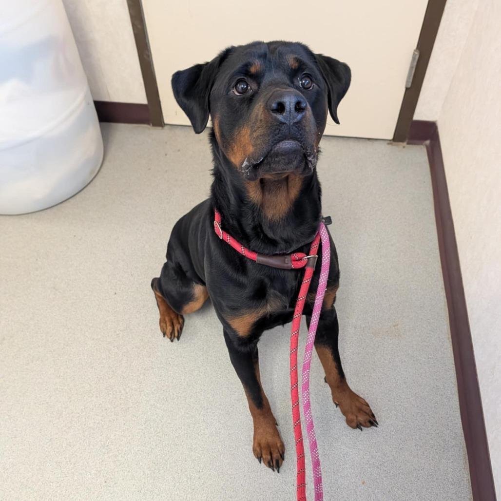Rolly / (Otto original name), a Adoptable Rottweiler in Ballston Spa, NY image 2/4