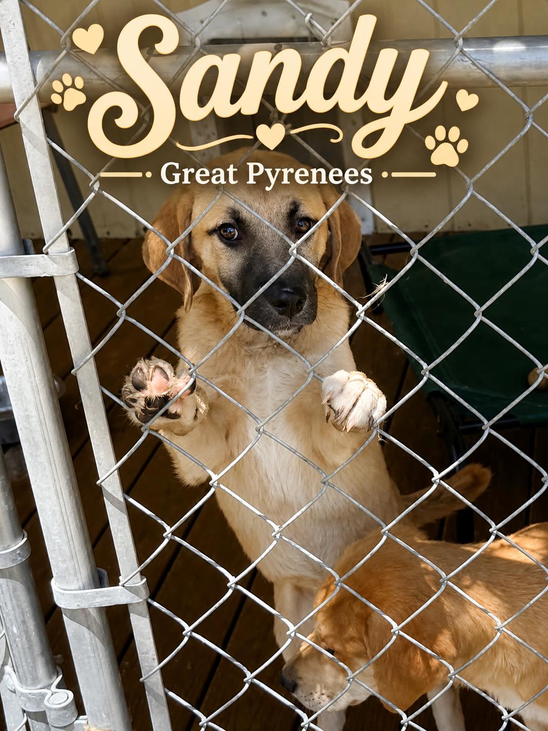 Enlarge Sandy, a Adoptable Great Pyrenees in Panama City, FL image 1/1