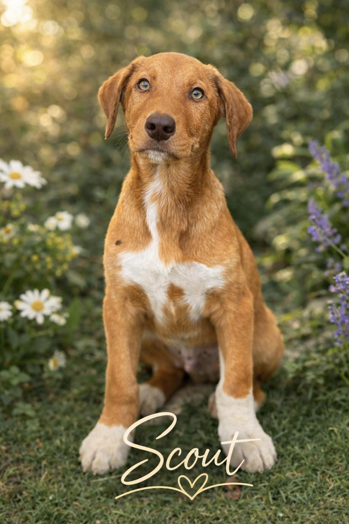 Scout , adopted, Puppy Male Vizsla & Brittany Spaniel.