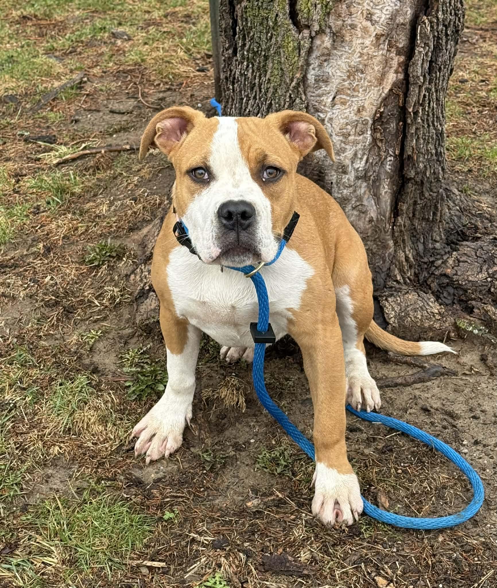 Benny, adopted, Puppy Male American Bully.