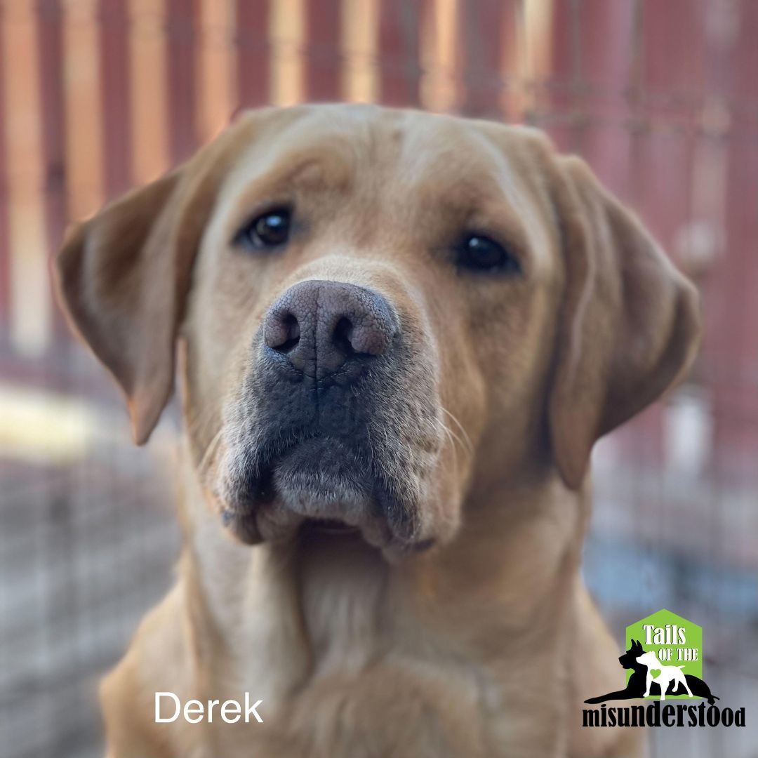 Derek , a Adoptable Labrador Retriever in Calgary, AB image 1/6