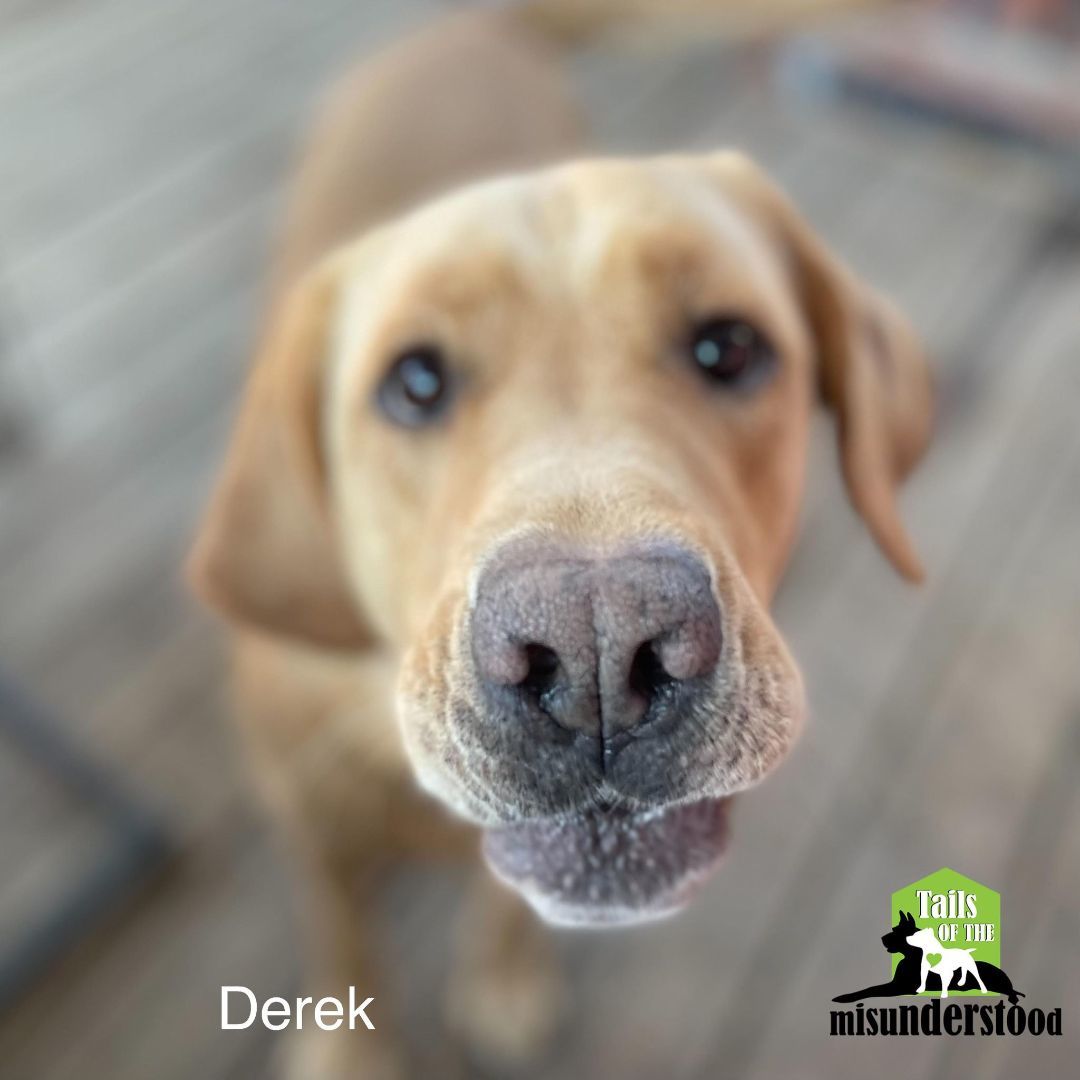 Derek , a Adoptable Labrador Retriever in Calgary, AB image 2/6