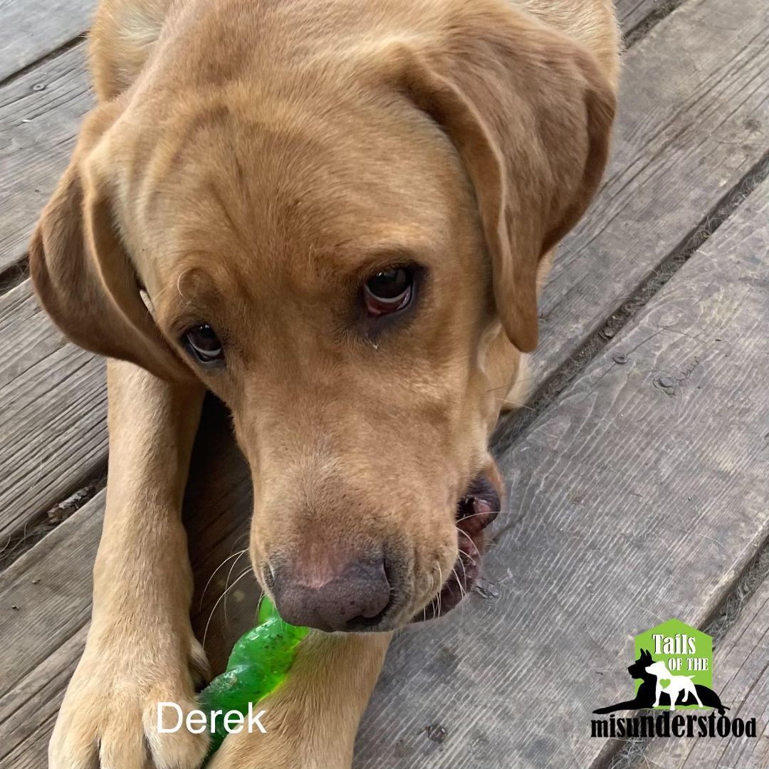 Derek , a Adoptable Labrador Retriever in Calgary, AB image 3/6